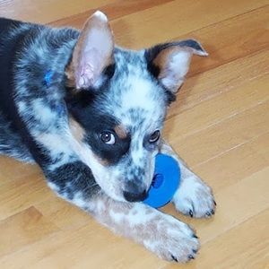 Meet your Posher, Andy